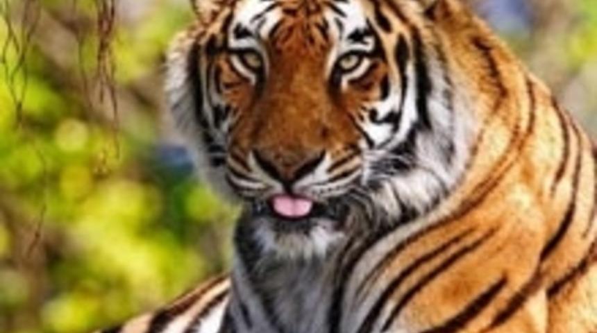 Siz Hangi Tip Annesiniz?