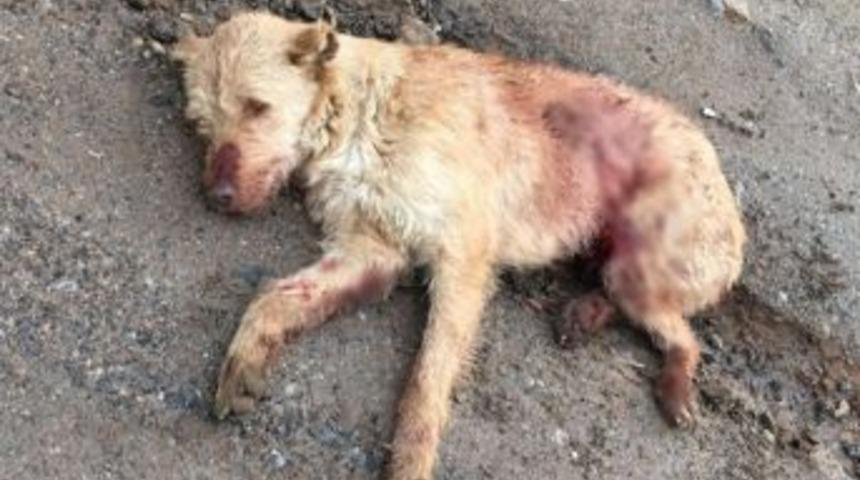 &Ouml;l&uuml; Bulunan K&ouml;peğin T&uuml;fekle Vurulduğu Ortaya &Ccedil;ıktı