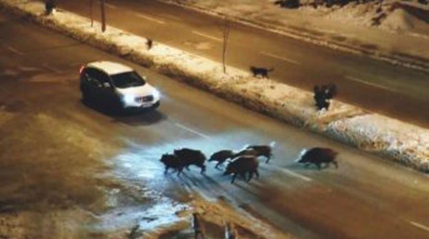 Tunceli&rsquo;de Domuzlar Karayoluna İndi