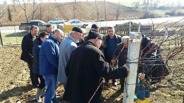 Bağlarda Kış Budaması Eğitimi Tamamlandı