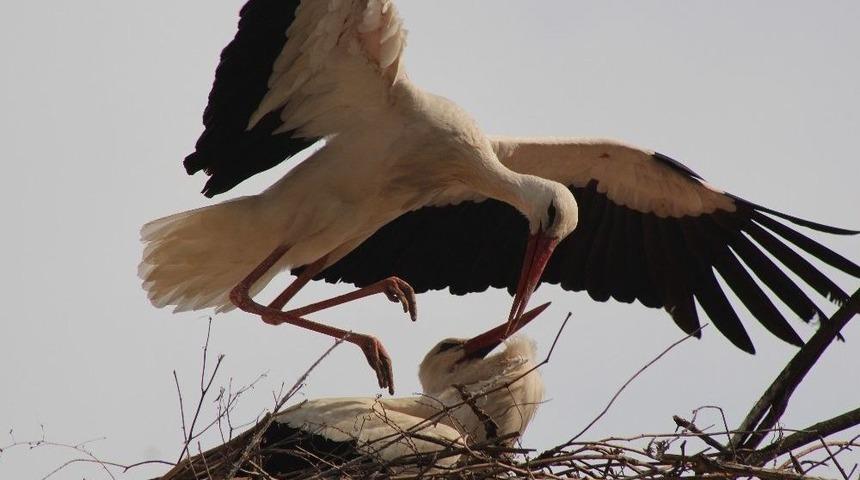 Sarıcakaya&rsquo;da Doğa Canlanmaya Başladı
