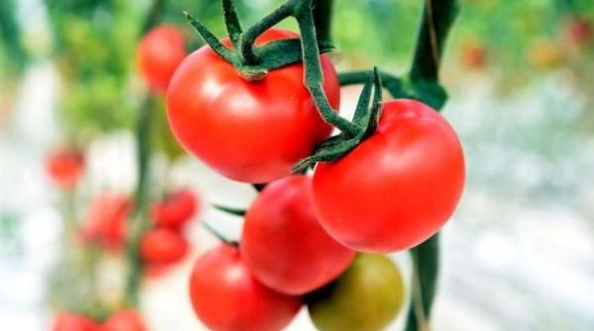 Soğuk Il&ccedil;enin Sera Domatesleri Marka Oldu