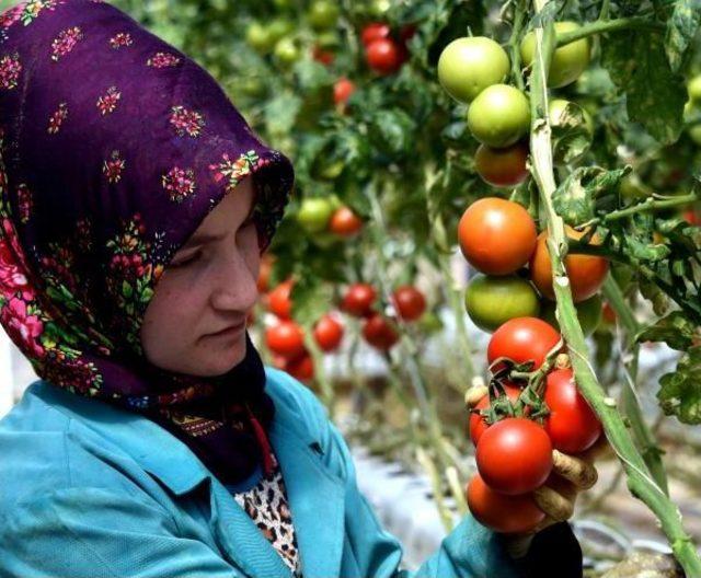 Soğuk Ilçenin Sera Domatesleri Marka Oldu