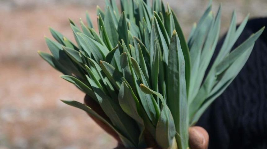 Doğal Antibiyotik &rsquo;gulik Otu&rsquo; Kadınların Ekmek Kapısı Oldu