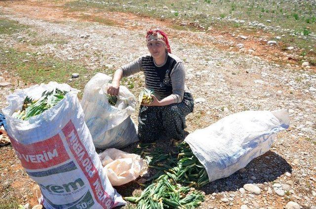 Doğal Antibiyotik ’gulik Otu’ Kadınların Ekmek Kapısı Oldu