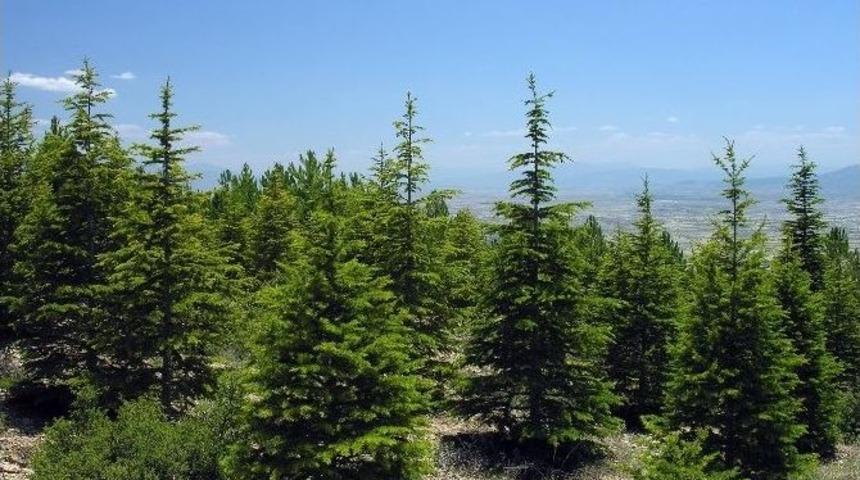 Yozgat&rsquo;ta 70 Milyon 538 Bin Fidan Toprakla Buluştu