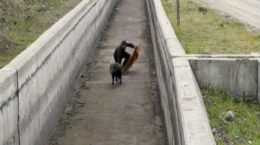Hızlı Domuz, G&ouml;revlileri Perişan Etti