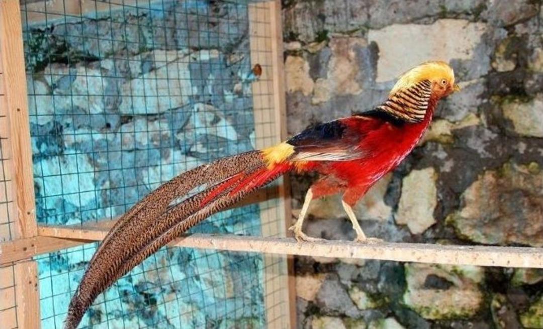 40 &Ccedil;eşit Kuşa Bakıyor