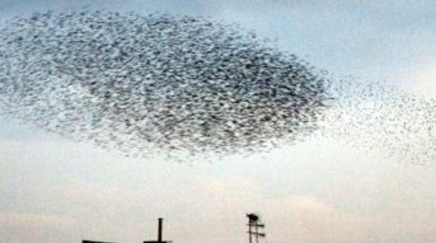 Kuşların Deprem B&ouml;lgesinden Ka&ccedil;ışı B&ouml;yle G&ouml;r&uuml;nt&uuml;lendi