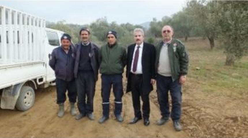 Burhaniye&rsquo;de Başak&ccedil;ı Hırsızlar Zeytin Tarlalarına Dadandı