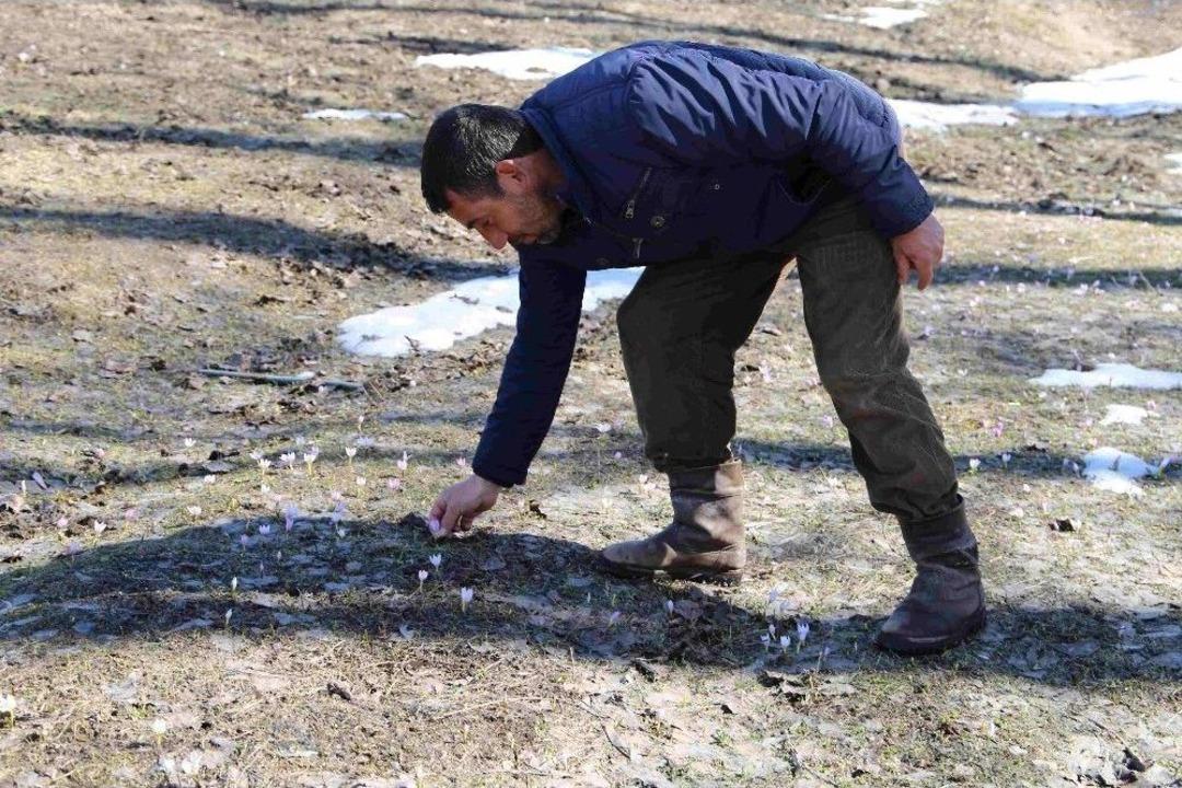 Varto&rsquo;da Kardelenler A&ccedil;tı