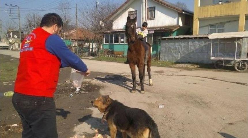 Sokak Hayvanlarına Yardım Eli
