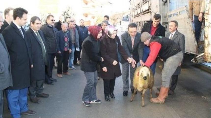 Kastamonu&rsquo;da 9 Gen&ccedil; &Ccedil;ift&ccedil;iye 360 Koyun Verildi