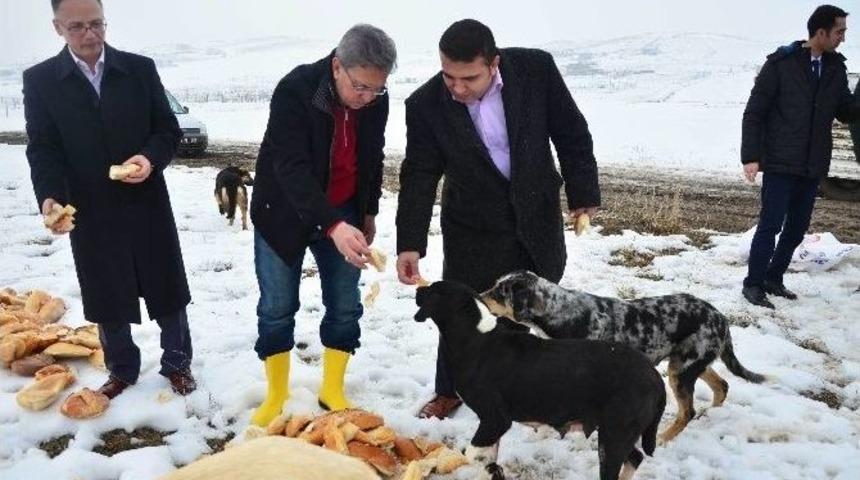 Başkan &Ccedil;etin, Sokak Hayvanlarını Elleriyle Besledi