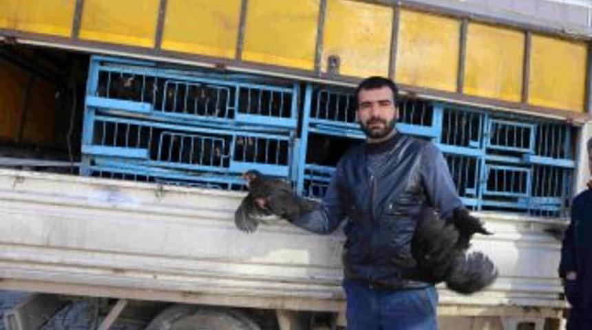Varto&rsquo;da Tavuk Satışı
