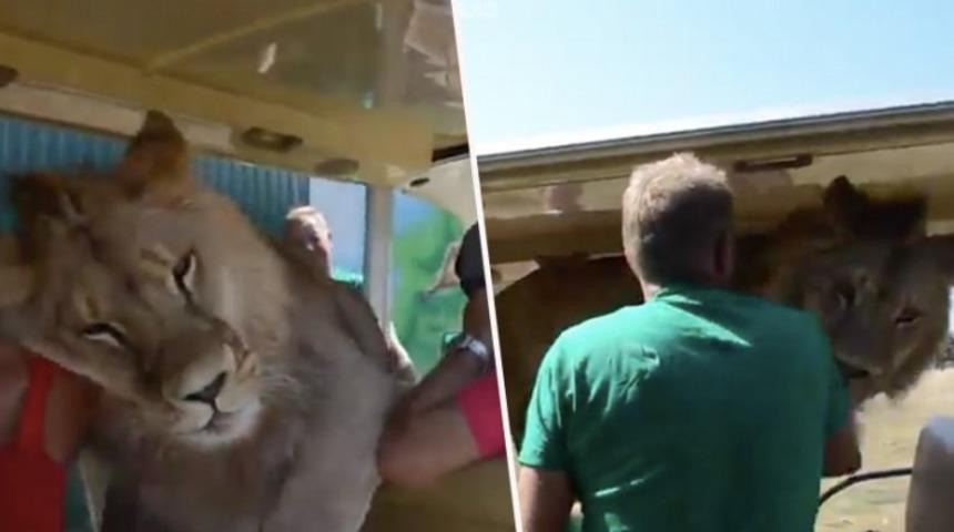 Turistlerin aslan Filya ile m&uuml;cadelesi