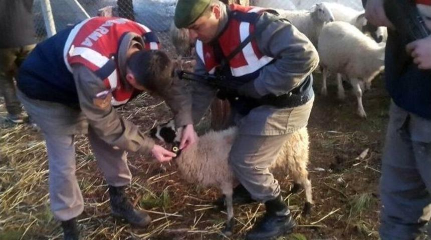 Hayvan Hırsızları Jandarmadan 6 Saat Ka&ccedil;abildi