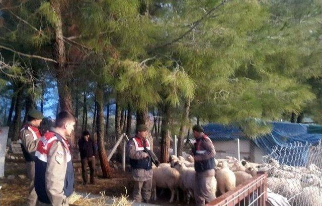 Hayvan Hırsızları Jandarmadan 6 Saat Ka&ccedil;abildi 1