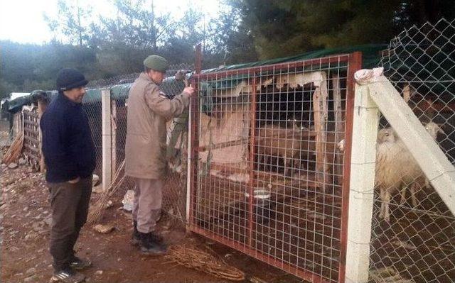 Hayvan Hırsızları Jandarmadan 6 Saat Ka&ccedil;abildi 2