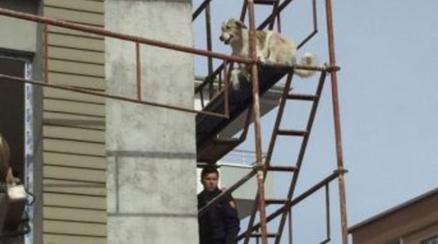 İnşaat İskelesinde Mahsur Kalan K&ouml;peği İtfaiye Kurtardı