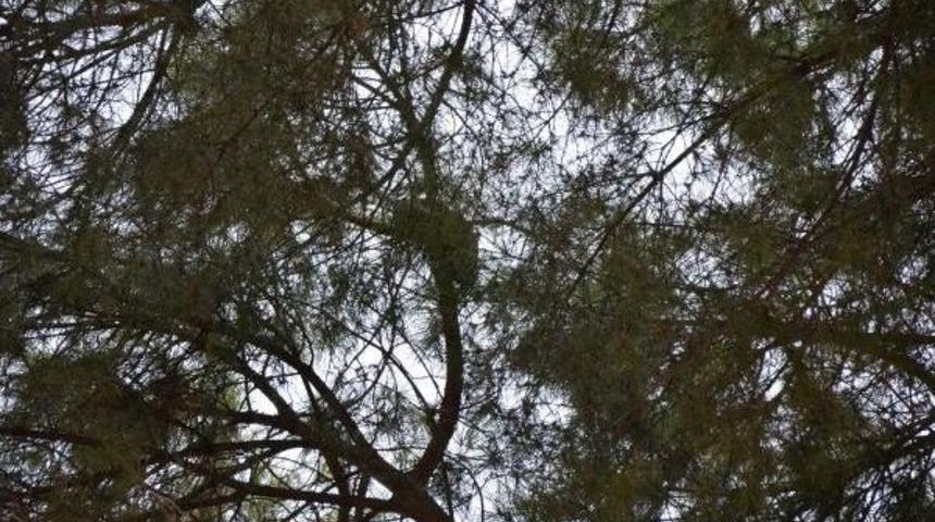 Ağa&ccedil;ta Mahsur Kalan Kedi Seferberliği