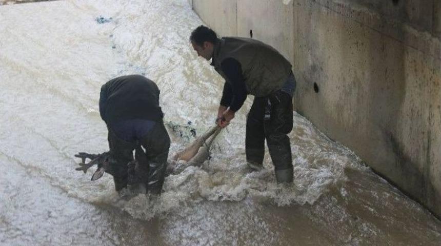 Su Kanalında Mahsur Kalan Karaca Kurtarıldı