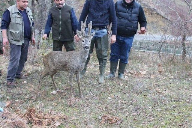 Su Kanalında Mahsur Kalan Karaca Kurtarıldı