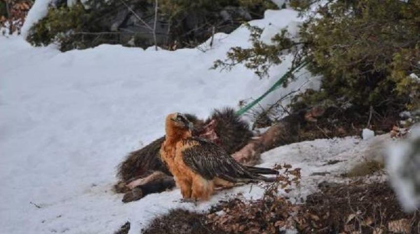 Sakallı Akbaba Kameralara Yakalandı