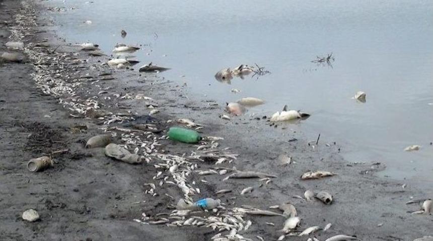 Edirne&rsquo;de Sinit G&ouml;leti&rsquo;nde Balık &Ouml;l&uuml;mleri