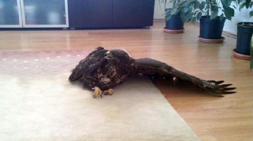 Ormanda Yaralı Bulunan Doğan Tedavi Edildi