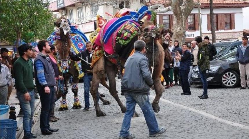 Pehlivan Develer Milas&rsquo;ta G&ouml;r&uuml;c&uuml;ye &Ccedil;ıktı