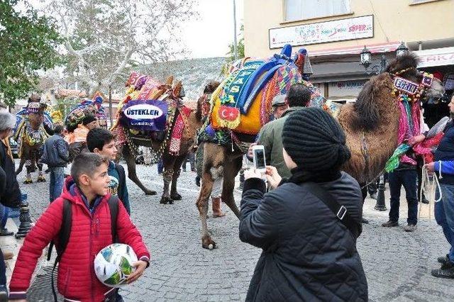 Pehlivan Develer Milas’ta Görücüye Çıktı