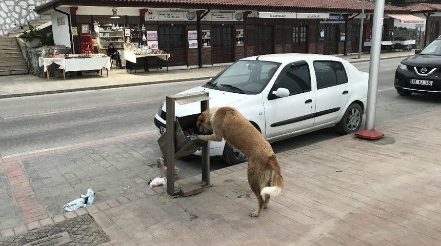 (&ouml;zel Haber) A&ccedil; Kalan K&ouml;peğin, Sallanan &Ccedil;&ouml;p Kovasıyla M&uuml;cadelesi