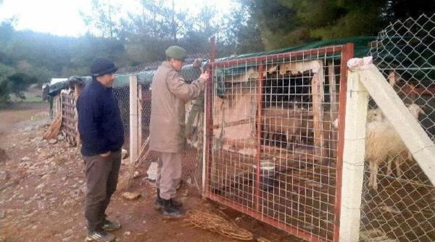 Koyunları &Ccedil;alanlar Jandarmadan Ka&ccedil;amadı