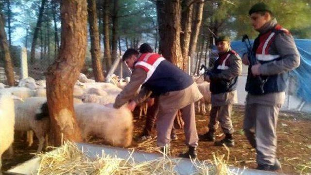 Koyunları Çalanlar Jandarmadan Kaçamadı