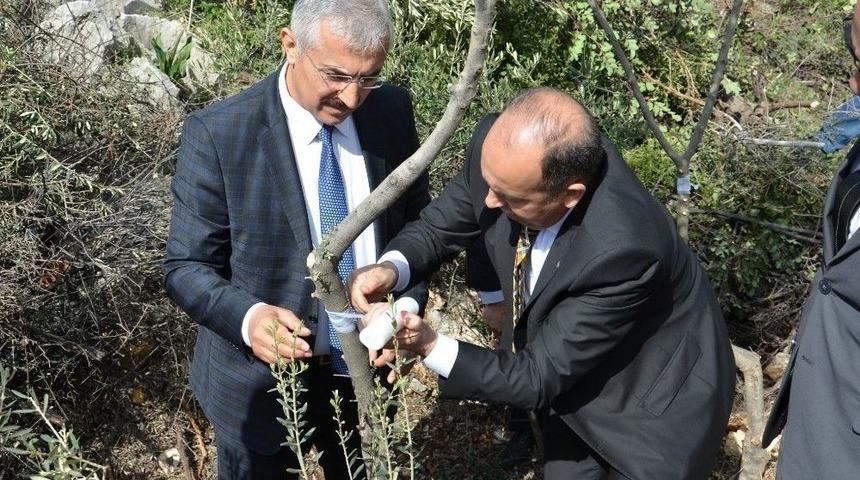 Mersin&rsquo;de 2017 Yabani Zeytin Aşılama &Ccedil;alışmaları Başladı