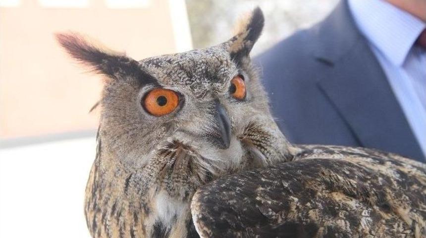Yaralı Puhu Kuşu Tedavi Altına Alındı