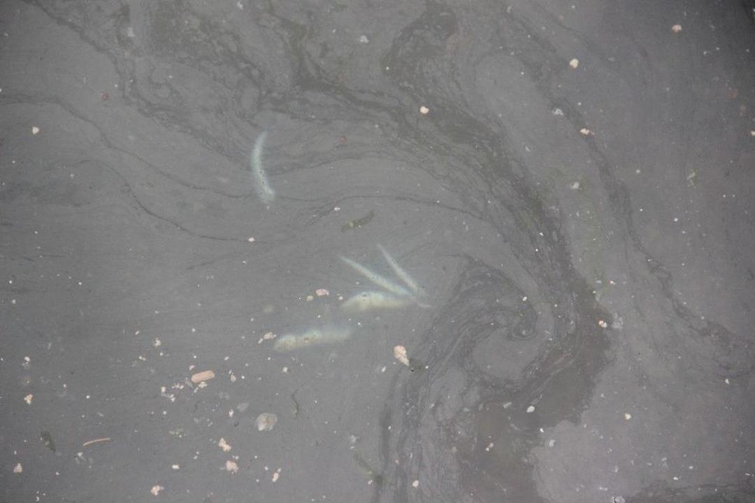 Karadeniz&rsquo;de Balık &Ouml;l&uuml;mleri