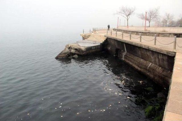 Ereğli'de Denizde Toplu Balık Ölümleri