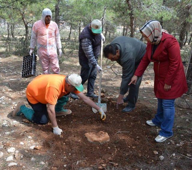 Ormanları Terminatör Böcekler Koruyacak