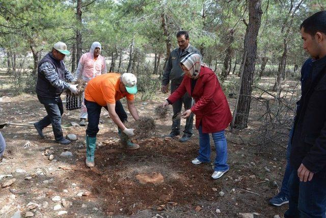 Ormanları Terminatör Böcekler Koruyacak