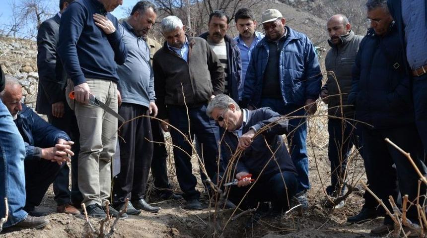 Bağlarda Budama Ve Terbiye Sistemleri Eğitimi