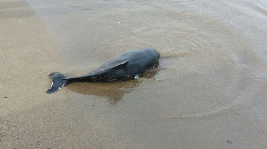 Cide Sahiline &Ouml;l&uuml; Yunus Yavrusu Vurdu