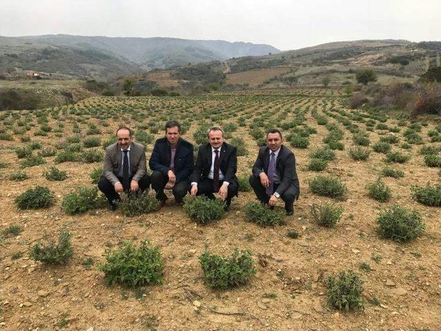 &Uuml;reticilere Ada&ccedil;ayı Fidesi Dağıtıldı 1