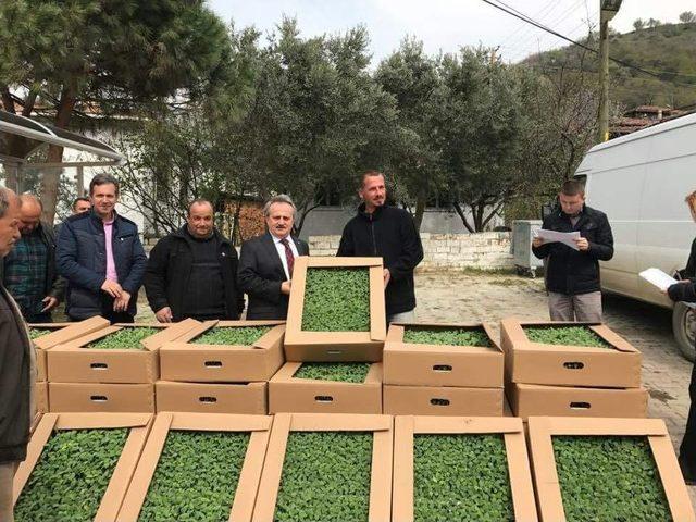 &Uuml;reticilere Ada&ccedil;ayı Fidesi Dağıtıldı 2