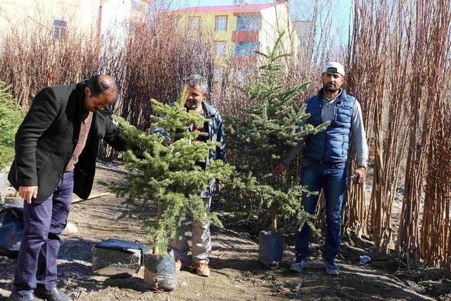 Varto’da Meyve Fidanı Satışı