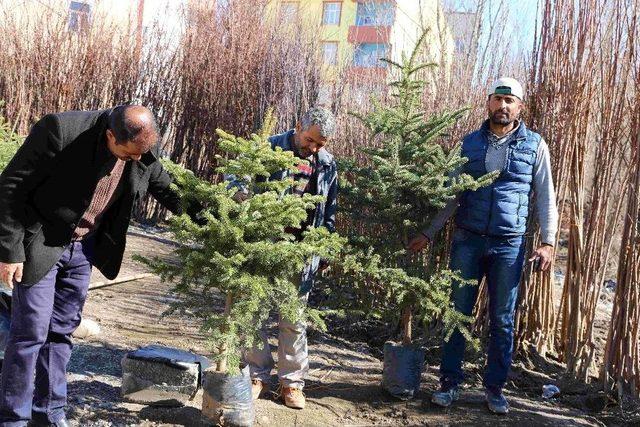 Varto’da Meyve Fidanı Satışı