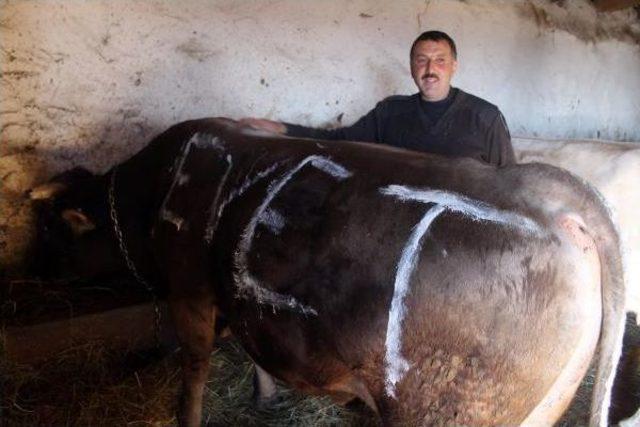 Referandumda 'evet' Çıkarsa, Boğa Kesecek