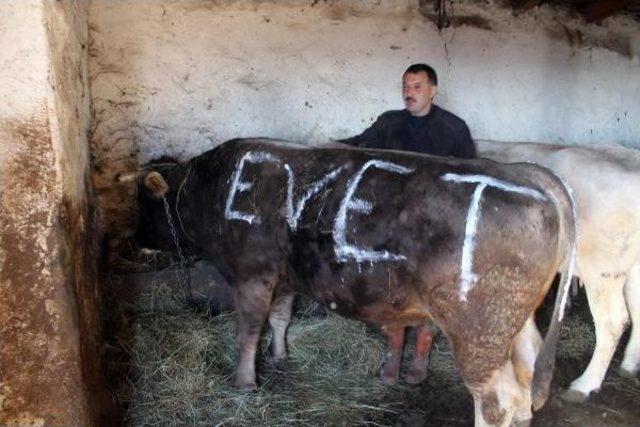 Referandumda 'evet' Çıkarsa, Boğa Kesecek