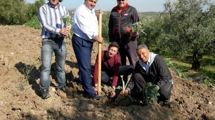 Osmanlı Saray Mutfağının Baş Tacı Mudanya Enginarı